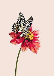 postcard dahlia butterfly