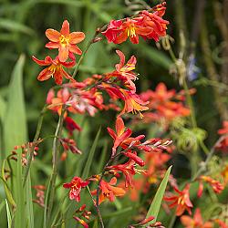 Crocosmia-Mischung