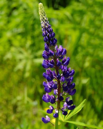 Lupine blau