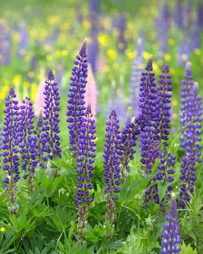 Lupine blau