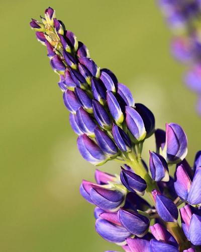 Lupine blau