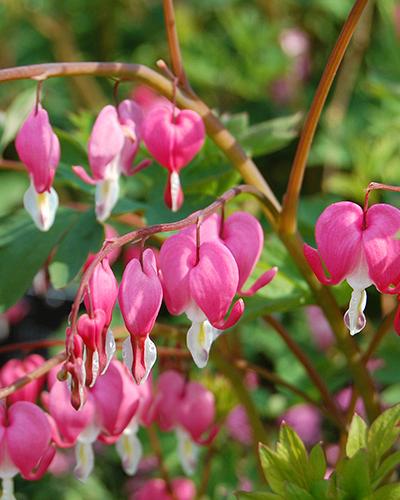 Dicentra Spectabilis – Cœur-de-Marie