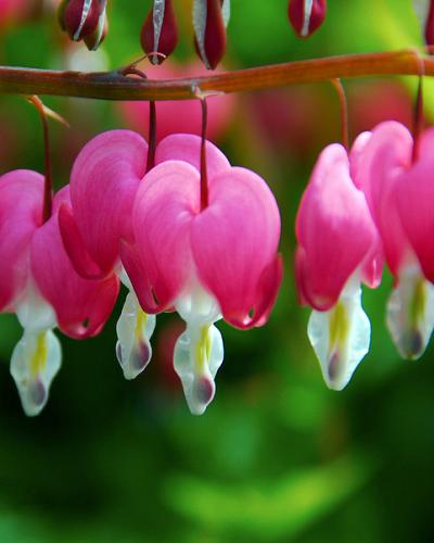 Dicentra Spectabilis – Cœur-de-Marie