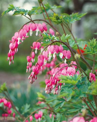 Dicentra Spectabilis – Cœur-de-Marie