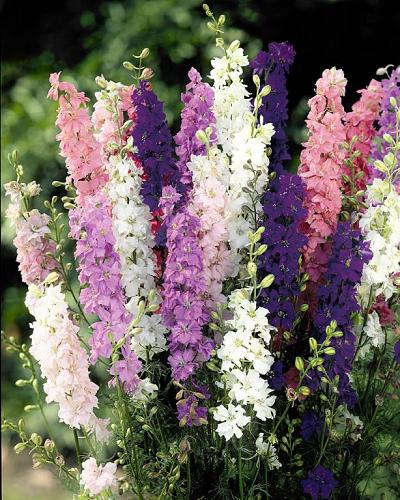 Delphinium Samen