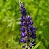 Lupine blau