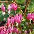 Dicentra Spectabilis – Cœur-de-Marie