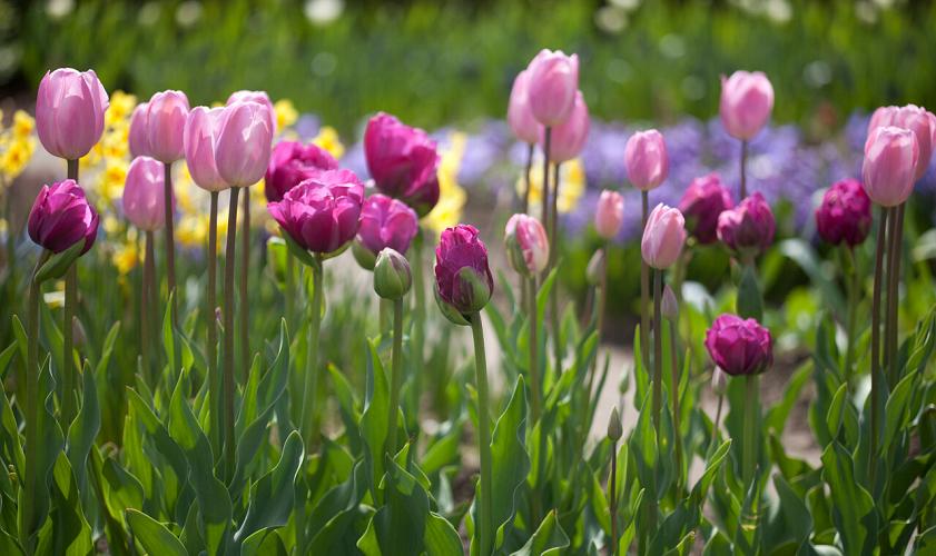 Bedoel Gearceerd Silicium Blog | tulpen, de parels van jouw voorjaarstuin | Bloombol